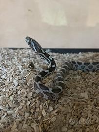 Serpente del grano (Pantherophis guttatus)