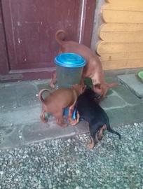 Cane Pinscher femmina