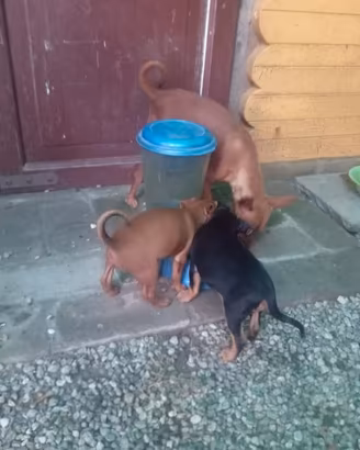 Cane Pinscher femmina