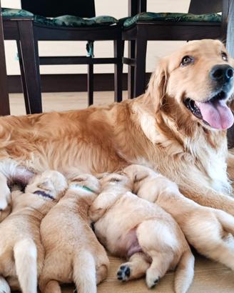Golden retriever americano pedigree enci