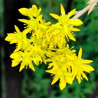 sedum rupestris 