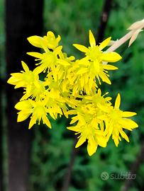 sedum rupestris 