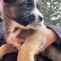 Cucciole per adozione