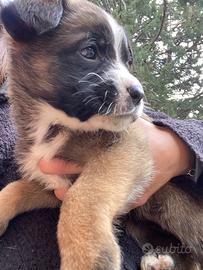 Cucciole per adozione