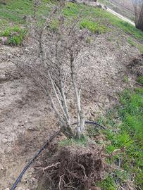 Arbusti da fiore espiantati 3 marzo