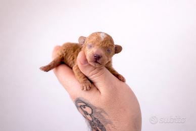 Cucciolo barboncino toy