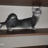 Gattini Munchkin, a zampe corte, 4 mesi