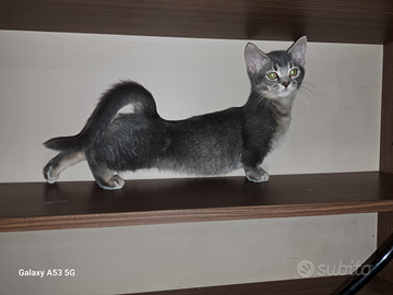 Gattini Munchkin, a zampe corte, 4 mesi