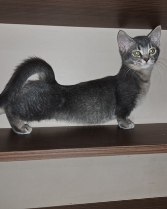Gattini Munchkin, a zampe corte, 4 mesi
