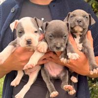 Amstaff American staffordshire blue