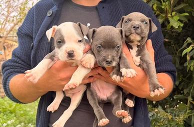 Amstaff American staffordshire blue