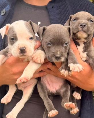 Amstaff American staffordshire blue