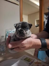 Cuccioli bulldog francese