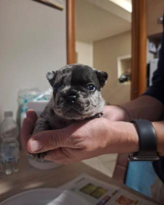 Cuccioli bulldog francese