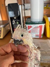 Cacatua alba