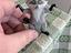 Immagine 1
