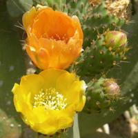 Ogliastra mare montagna 3 minuti in spiaggia