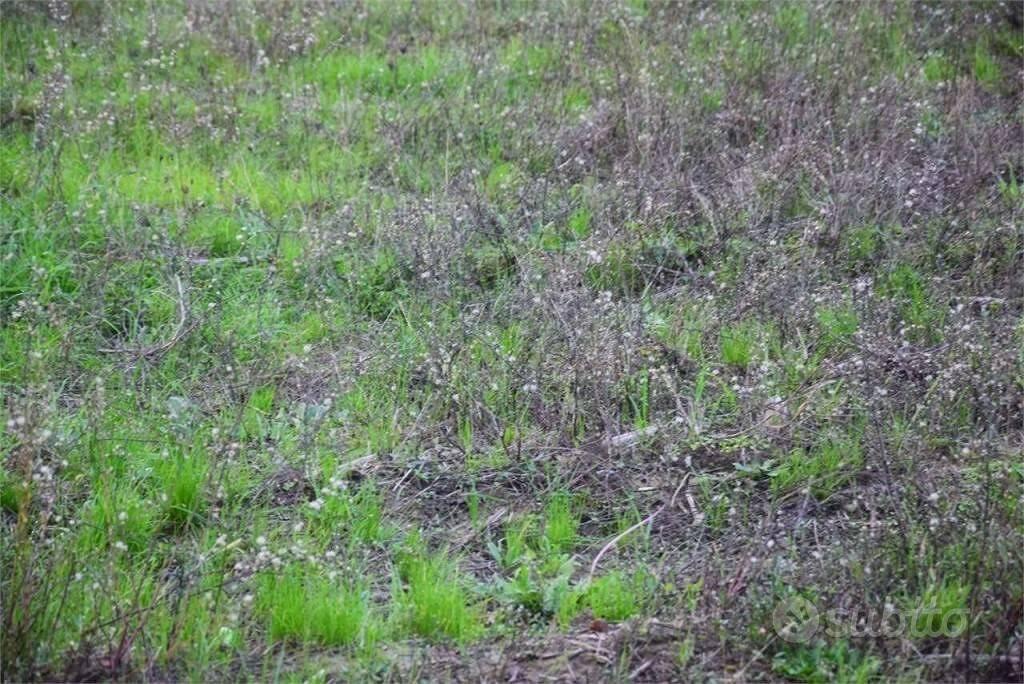 Terreno di 1800 m² a Lucca - Vista 3