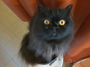 GATTO ADULTO MASCHIO  D ANGORA