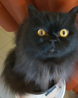 GATTO ADULTO MASCHIO  D ANGORA