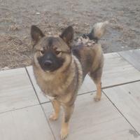 Shiba-inu cuccioloni