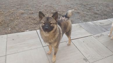 Shiba-inu cuccioloni