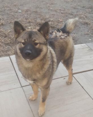 Shiba-inu cuccioloni