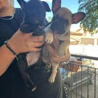 Bulldog francese