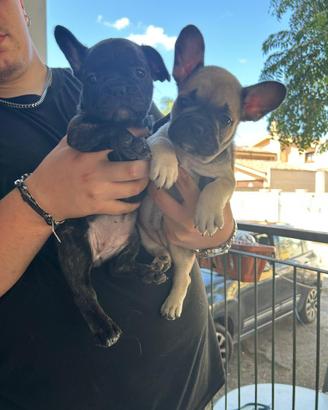 Bulldog francese