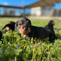 Cuccioli di bassotto a pelo duro