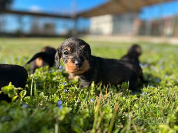 Cuccioli di bassotto a pelo duro