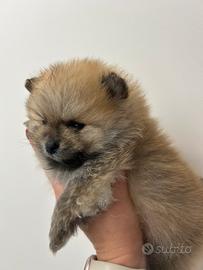 Spitz tedesco nano/ Pomerania