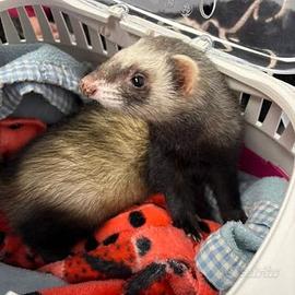 Furetti e Cuccioli di Bracco