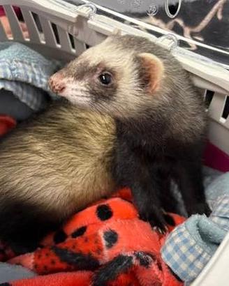 Furetti e Cuccioli di Bracco