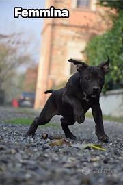 Cuccioli Pit Bull con pedigree anche a Rate