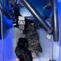 Acquario 40x20x25 completo – usato