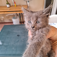 Gatto nome Sinner