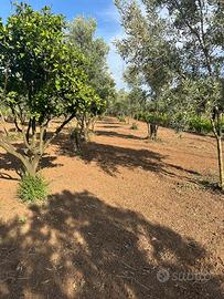 Terreno agricolo