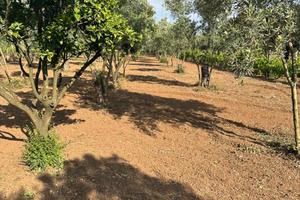 Terreno agricolo