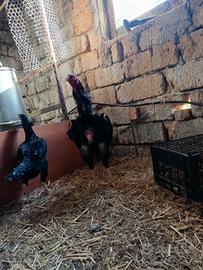 Galli, galline e pulcini