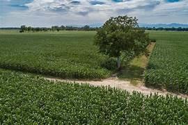 Terreno agricolo 14.000 mq - permuta