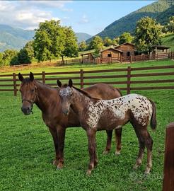Puledra appaloosa leopard di 3 mesi