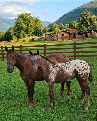 Puledra appaloosa leopard di 3 mesi