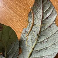 Insetti stecco vietnamita