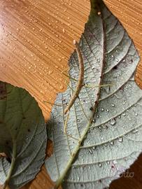 Insetti stecco vietnamita