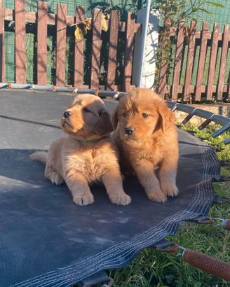 Cuccioli di golden retriever con pedigree