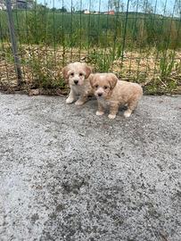 Maltipoo cuccioli