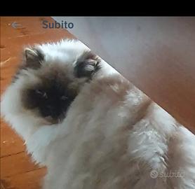 Gatta regdol 17 mesi