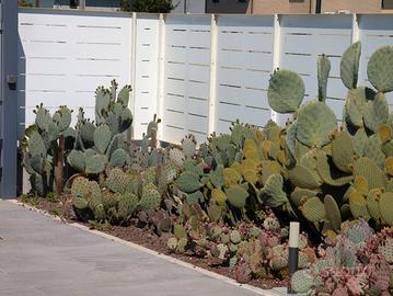 Piante grasse opuntie cylindropuntie corynopuntye