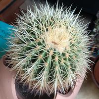 Cactus Echinocactus grusonii